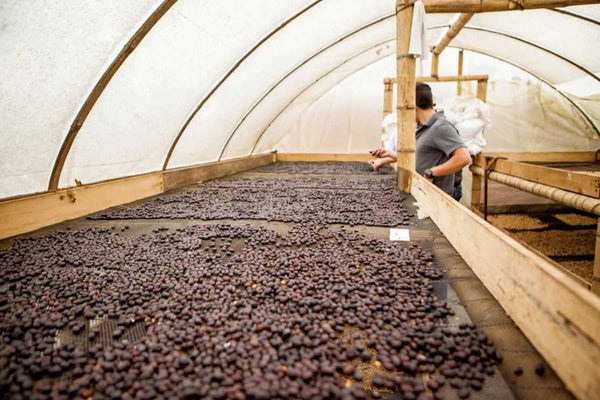 Moon Gesha | Press Coffee Roasters
